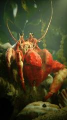 Aquatic Hermit Crab