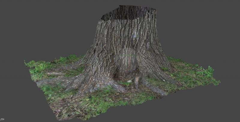 Tree_Trunk.jpg